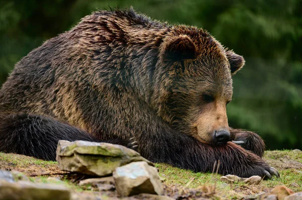 Urso Marrom Passeio Busca Comida Urso Após Hibernação Grandes Patas — Fotografia de Stock