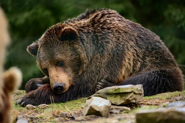 Brown bear on a walk and in search of food, a bear after hibernation, large paws and claws.