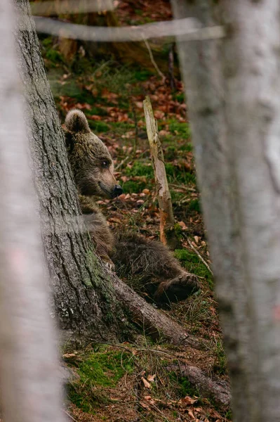 大規模な森林ハンター徒歩 狩猟や採餌にクマ 木の近くにクマ — ストック写真