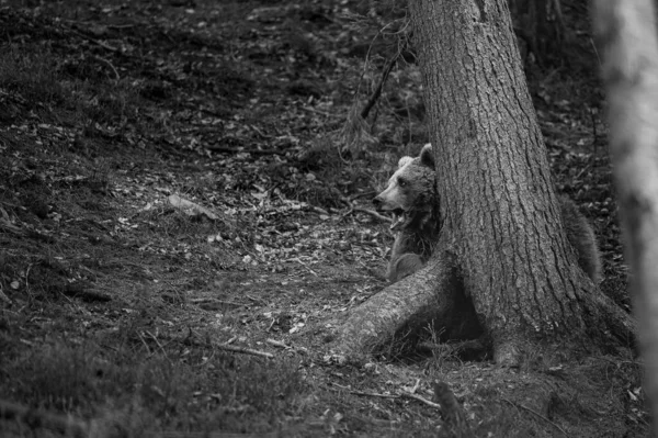 Velký Lesní Lovec Medvěd Procházce Lovu Hledání Potravy Medvěd Blízkosti — Stock fotografie