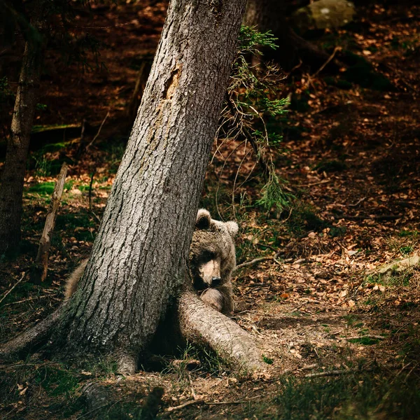 Urso Castanho Brincando Floresta Com Pau Madeira Urso Brincalhão Fofo — Fotografia de Stock