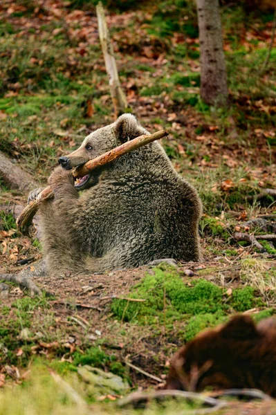 Urso Castanho Brincando Floresta Com Pau Madeira Urso Brincalhão Fofo — Fotografia de Stock