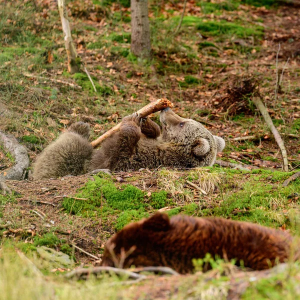 Wilde Bären Von Synevyrska Poljana Rehabilitationszentrum Für Braunbären Der Ukraine — Stockfoto
