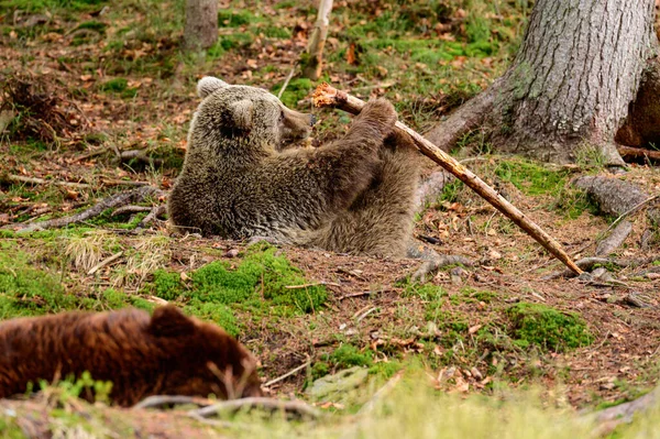 Oso Grande Formidable Juega Con Palo Descanso Primavera Para Oso —  Fotos de Stock