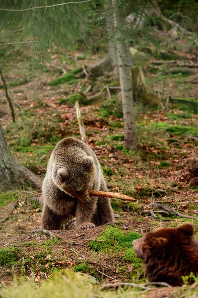 一个顽皮的大掠食者 一只玩棍子的熊 一个在森林里的乌克兰武士 一个武士熊 — 图库照片