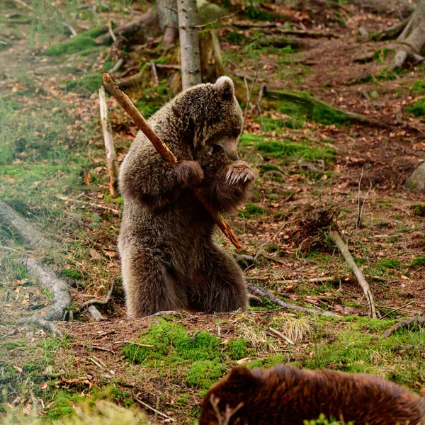 两只大棕熊在森林里休息 它们是乌克兰喀尔巴阡山脉的居民 它们是大且好斗的哺乳动物 它们是乌克兰的棕熊康复中心 — 图库照片