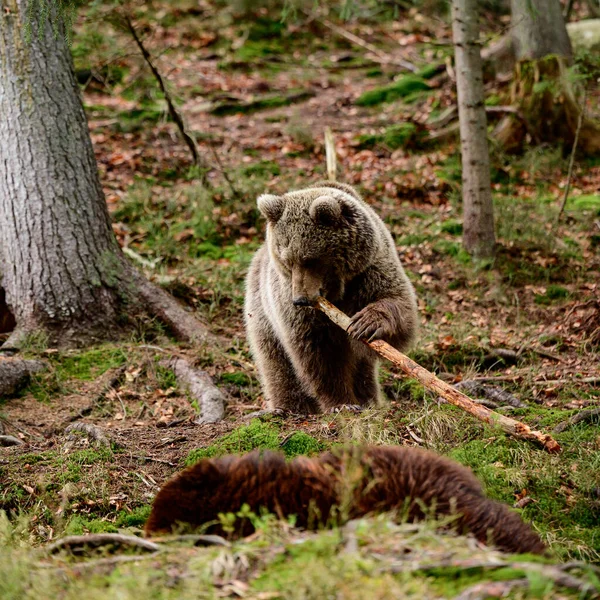 Два Крупных Бурых Медведя Отдыхают Лесу Жители Украинских Карпат Крупные — стоковое фото