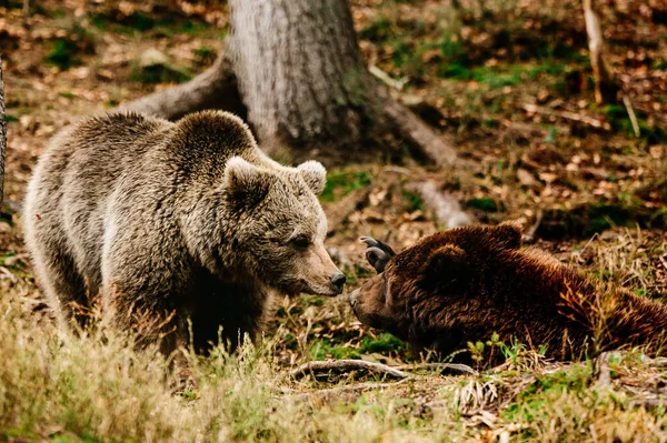 Orsi Bruni Del Centro Riabilitazione Ucraina Resto Due Orsi Predatori — Foto Stock