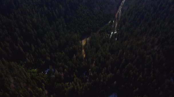 Synevyr Nationaal Natuurpark van Oekraïne, het grondgebied van de Karpaten, vliegen in het bos. — Stockvideo