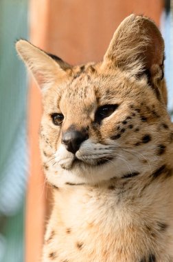 Ukrayna hayvanat bahçesindeki serval kedi, nadir bulunan bir kedi türü, bir serval portresi..
