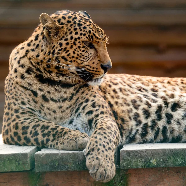 Uzak Doğu Leoparı Hayvanat Bahçesindeki Yaşamı Ukrayna Hayvanat Bahçesi Nesli — Stok fotoğraf