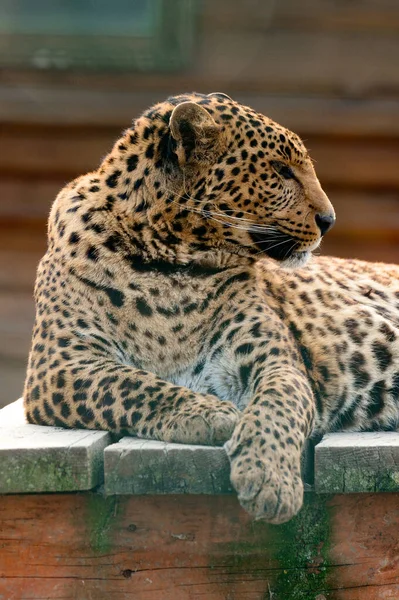 远东地区的豹及其在乌克兰动物园的生活 是一种濒危食肉动物 — 图库照片
