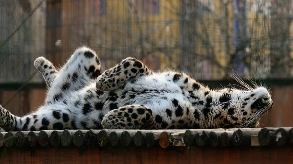 Spotted African Geopard Wild Big Pussy Zoo Slave Zoo — Stok fotoğraf