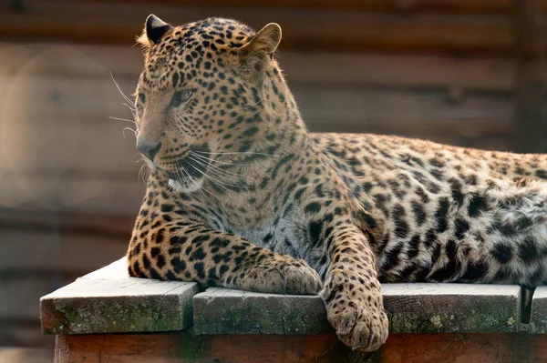 Spotted African Geopard Wild Big Pussy Zoo Slave Zoo — Stok fotoğraf