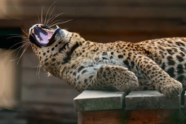 Spotted African Geopard Wild Big Pussy Zoo Slave Zoo — Zdjęcie stockowe
