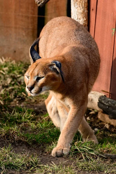 Nahaufnahme Eines Karakals Einer Seltenen Katzenart Eines Wandelnden Tieres — Stockfoto