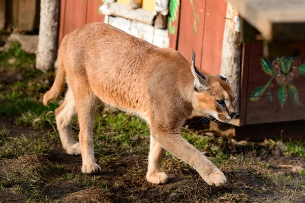 Nahaufnahme Eines Karakals Einer Seltenen Katzenart Eines Wandelnden Tieres — Stockfoto