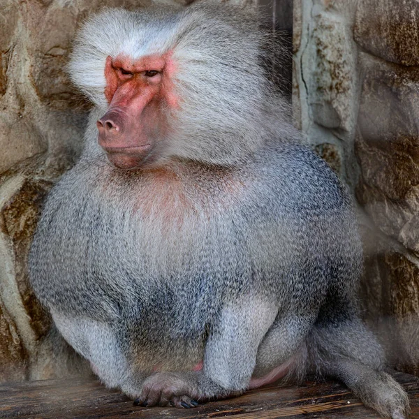 Pavianhamadryad Zoo Das Leben Eines Tieres Gefangenschaft Primaten — Stockfoto