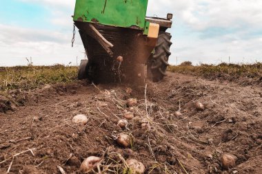 Traktör bir sıra patatesi sürüyor, tarladaki sarı patatesleri hasat ediyor, patates hasadını titretiyor..