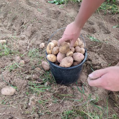 Tarlada siyah kovada patates hasadı, kovada taze toplanmış sarı patates, bir adam kovaya patates koyar..
