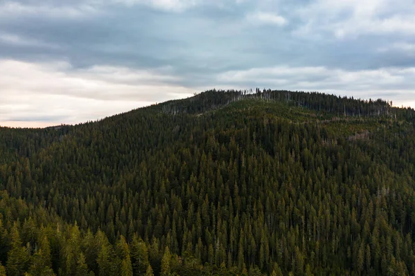 Vieilles Forêts Épinettes Ukraine Les Sommets Des Montagnes Des Carpates — Photo