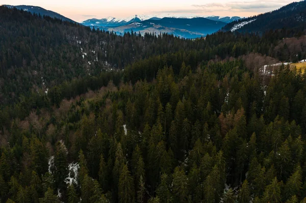 朝の太陽の下でのカルパチアのスプルースと常緑樹の森 鳥の目の景色からの絵のような風景 雪の中の山頂 — ストック写真