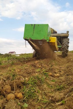 Bir traktör bir sıra patatesi sürüp köydeki tarlada sarı patatesleri hasat ediyor..