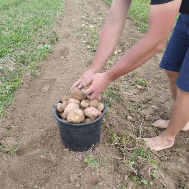 Bir adam tarladan sonbahar hasadı için kovada patates topluyor..
