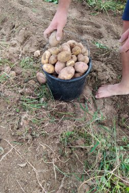 Tarlada siyah kovada patates hasadı, kovada taze toplanmış sarı patates..