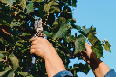 Bahçıvan erken olgunlaşma, tarım ve tarım için üzüm yapraklarını budar..