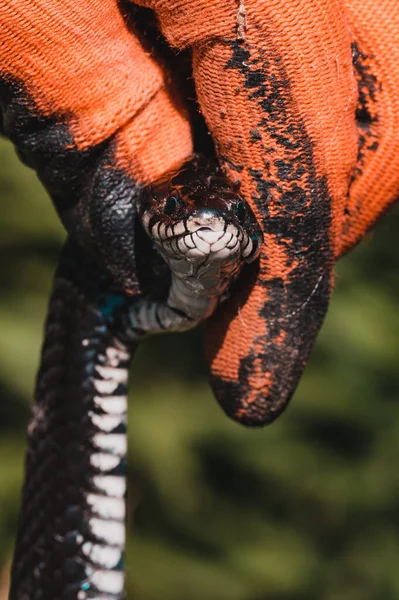 Nsan Ellerindeki Yılan Natrix Yılan Familyasından Zehirli Olmayan Bir Yılan — Stok fotoğraf