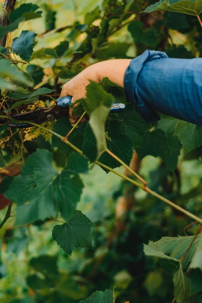 Gardener Prunes Grape Leaves Early Ripening Agricultural Employment Agriculture — Stock Photo, Image