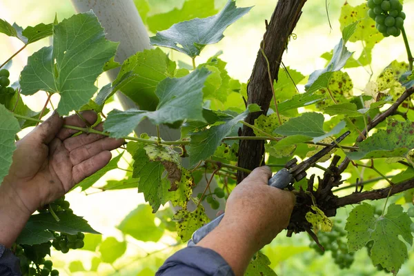 Gardener Prunes Grape Leaves Early Ripening Agricultural Employment Agriculture — Stock Photo, Image