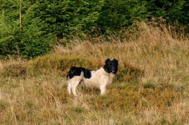 Köpek çayırdaki uzun çimlerin üzerinde duruyor, sonbahar zamanı ve sarı kuru otlar..