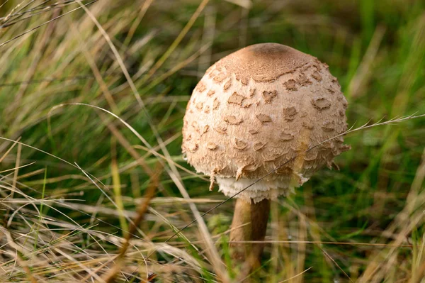 Macrolepiota Procera Ukrainian Forests Steppes Edible Fungus Mushroom Umbrella — Stock Photo, Image