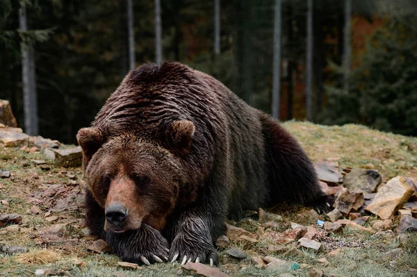 Urso Marrom Synevyr Clareira Região Zakarpattia Ucrânia Início Primavera Urso — Fotografia de Stock