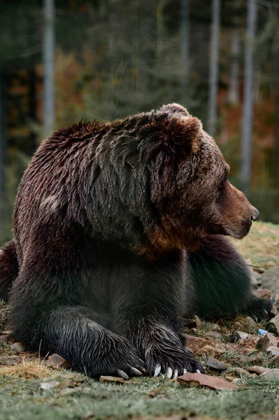 Jovem Urso Pardo Nas Florestas Dos Cárpatos Ucrânia Urso Deitado — Fotografia de Stock