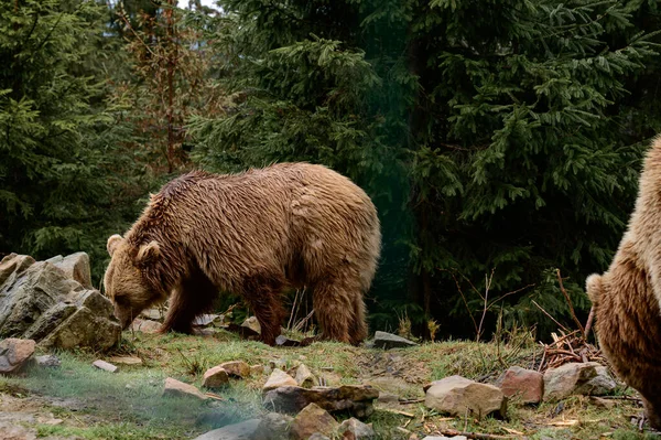 冬眠之后 棕熊穿过森林寻找食物 寻找喀尔巴阡山森林和它的居民 Synevyr冰川 — 图库照片