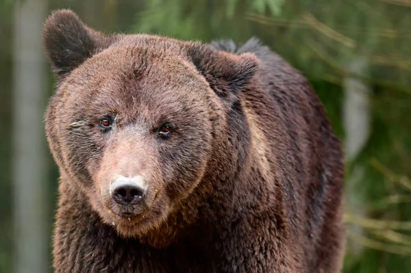 Крупный План Портрет Медведя Голова Бурого Медведя Глаза Большого Медведя — стоковое фото