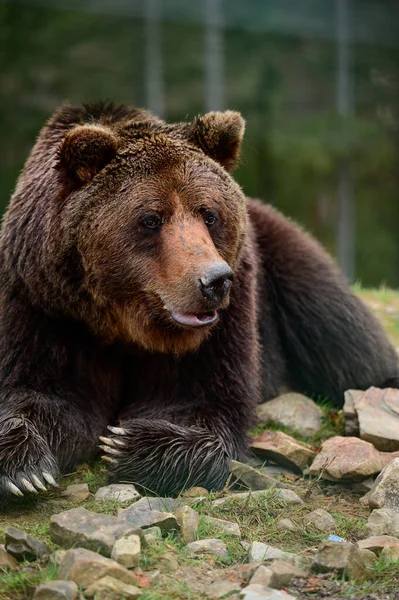 Gran Oso Pardo Acostado Gran Depredador Forestal Cerca Gran Pata —  Fotos de Stock