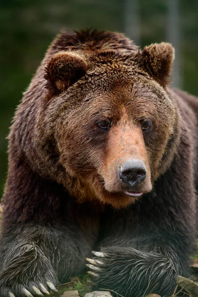 Oso Pardo Animal Salvaje Peligroso Descanso Después Paseo Osos Del — Foto de Stock