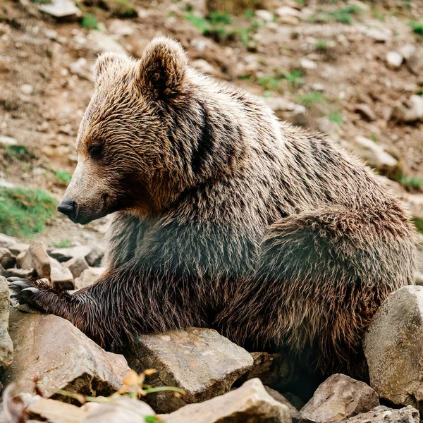 Brązowy Niedźwiedź Bliska Duży Masywny Leśny Drapieżnik Niebezpieczne Zwierzę Dla — Zdjęcie stockowe