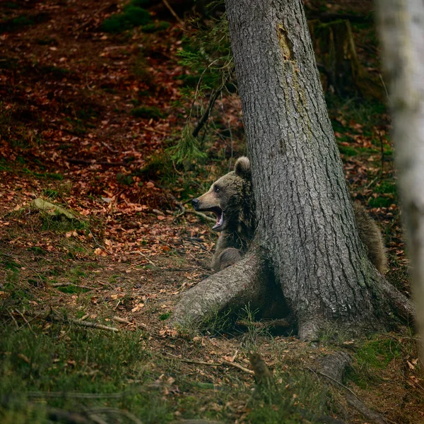 Large forest hunter bear on a walk, hunting and foraging, bear near a tree.