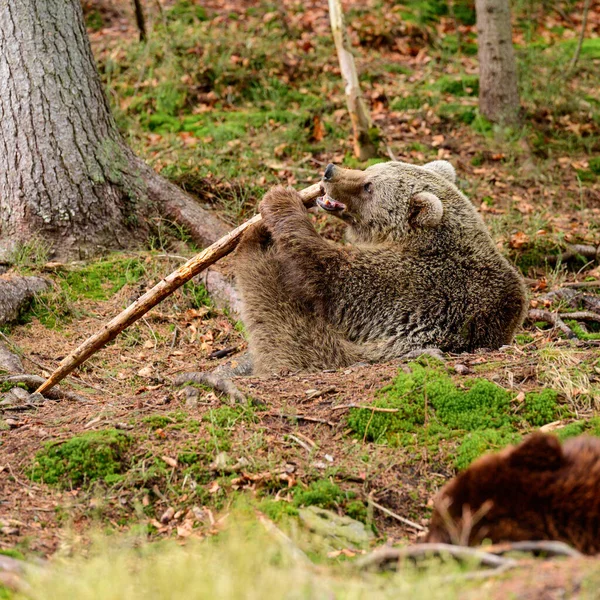 Wielki Potężny Niedźwiedź Bawi Się Kijem Wiosennym Odpoczynkiem Dla Niedźwiedzia — Zdjęcie stockowe