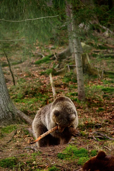 Zabawny Duży Drapieżnik Niedźwiedź Bawiący Się Kijem Ukraiński Samuraj Lesie — Zdjęcie stockowe