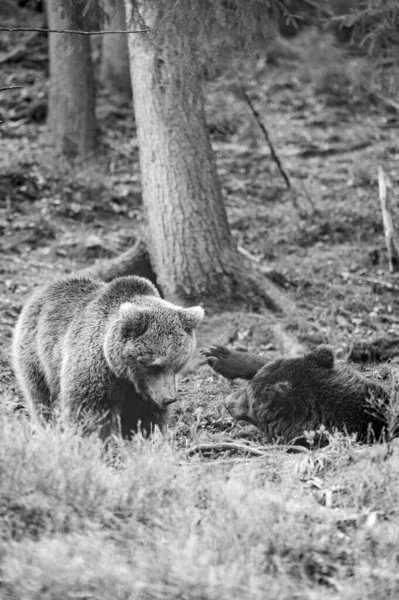 Orsi Bruni Del Centro Riabilitazione Ucraina Resto Due Orsi Predatori — Foto Stock