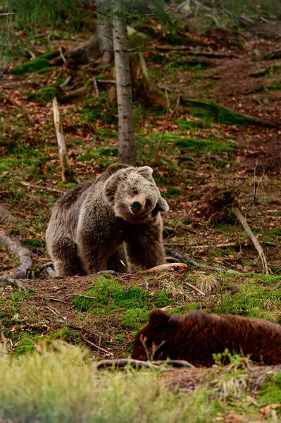 山の中の茶色のクマは その足の棒を保持しています 森の中の動物の積極的なレクリエーション 大きくて恐ろしい哺乳動物 ウクライナ国立公園でクマ — ストック写真