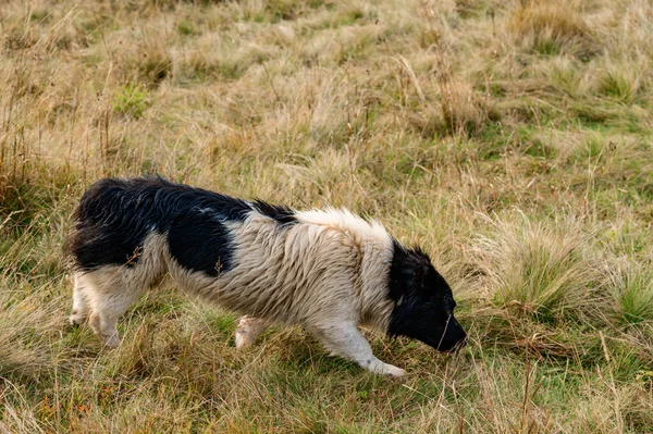 Der Hund Steht Hohen Gras Der Wiese Herbstzeit Und Gelbes — Stockfoto