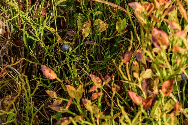 草场上的黑莓丛生 秋天的山里的黑莓 黑莓丛生的黄叶 — 图库照片