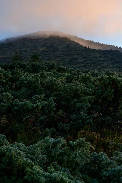 Malebná Krajina Zelenými Horami Travnatou Loukou Údolí Obklopená Jehličnatým Lesem — Stock fotografie